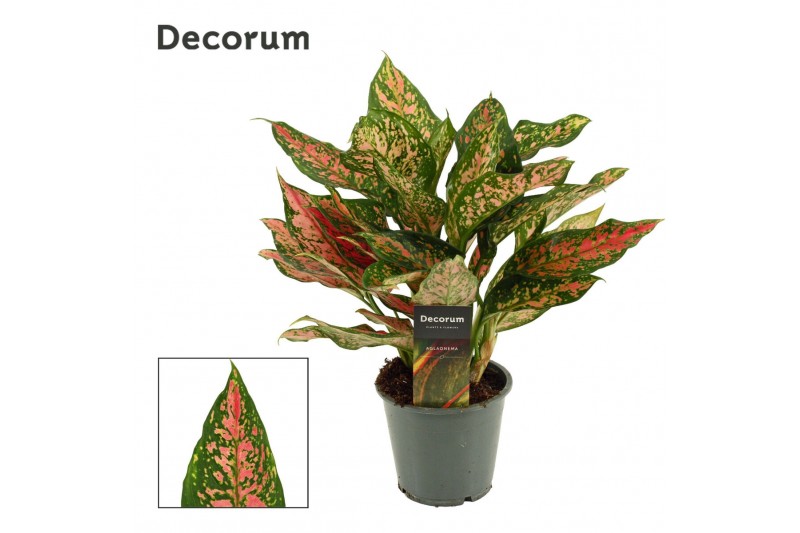 Aglaonema unyamanee red Aglaonema Unyamanee 12 cm (Decorum) 1 pp Aglaonema unyamanee red Aglaonema Unyamanee 12 cm (Decorum) 1 pp