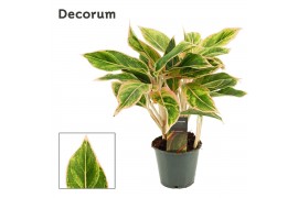 Aglaonema Aglaonema Lipstick Pink 12 cm (Decorum) 1 pp