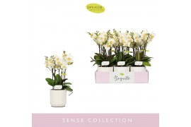 Phalaenopsis multiflora wit 3/5 tak boquetto beauty in white lazio