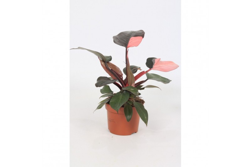 Philodendron Philodendron Pink Princess 12cm 1 pp Philodendron Philodendron Pink Princess 12cm 1 pp
