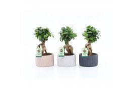 Ficus microcarpa ginseng in Pastel Chance