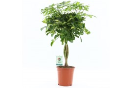 Schefflera arboricrola gold capel