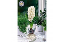 Hyacinthus Glas Hyacinthus Orientalis White Pearl x 3 18/19