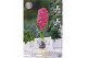 Hyacinthus Glas Hyacinthus Orientalis Pink Pearl x 3 18/19 
