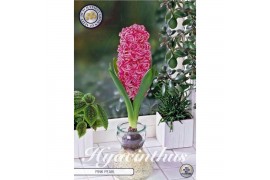Hyacinthus Glas Hyacinthus Orientalis Pink Pearl x 3 18/19