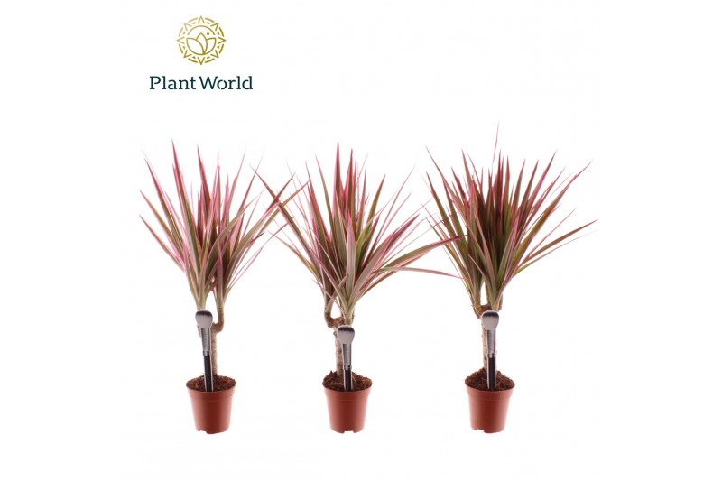 Dracaena marg. bicolor Tummy Make-Upz op stam roze (Decorum) 1 pp Dracaena marg. bicolor Tummy Make-Upz op stam roze (Decorum) 1 pp