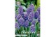 Bollen droog Muscari Armeniacum Artist x15 8/9 overig pp 