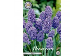 Bollen droog Muscari Armeniacum Artist x15 8/9 overig pp