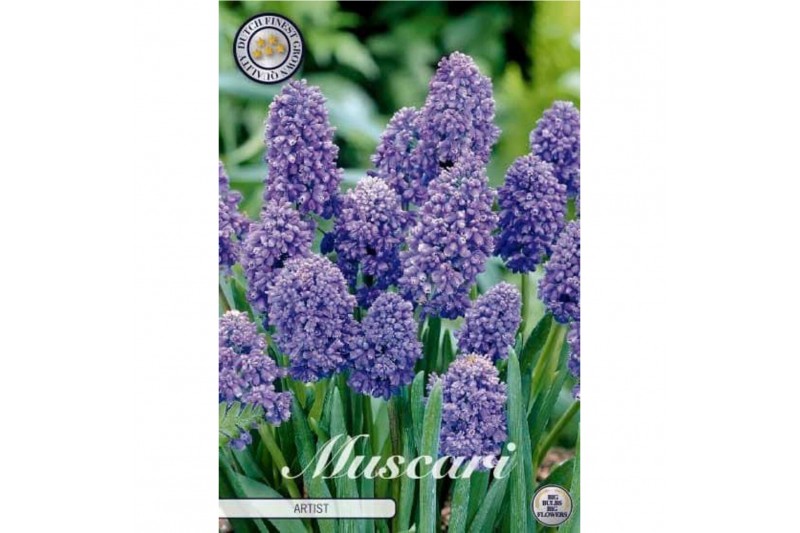 Bollen droog Muscari Armeniacum Artist x15 8/9 overig pp Bollen droog Muscari Armeniacum Artist x15 8/9 overig pp