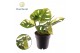 Monstera adansonii aurea variegated 