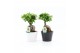 Ficus microcarpa ginseng Ficus Ginseng ZWART / WIT KERAMIEK 