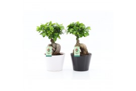 Ficus microcarpa ginseng Ficus Ginseng ZWART / WIT KERAMIEK