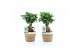 Ficus microcarpa ginseng in noah mand 
