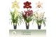 Cymbidium mix 4 tak - Exclusiva Orchidea 