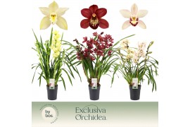 Cymbidium mix 4 tak - Exclusiva Orchidea