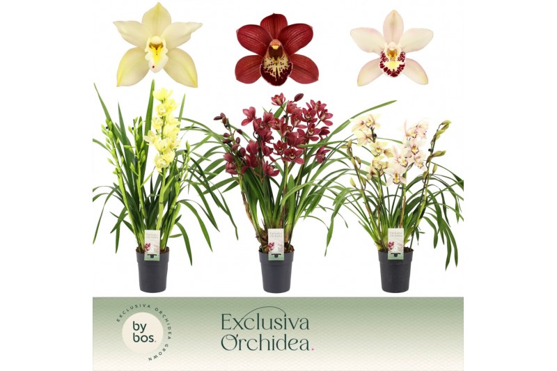 Cymbidium mix 4 tak - Exclusiva Orchidea Cymbidium mix 4 tak - Exclusiva Orchidea