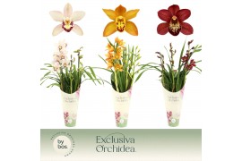 Cymbidium mix 3 tak - Exclusiva Orchidea Potcover