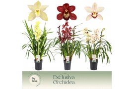 Cymbidium mix 3 tak - Exclusiva Orchidea