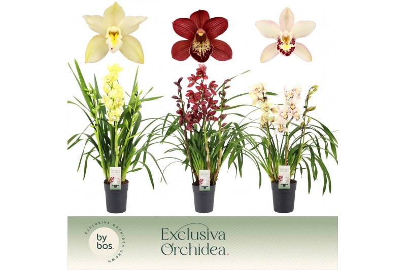 Cymbidium mix 3 tak - Exclusiva Orchidea Cymbidium mix 3 tak - Exclusiva Orchidea