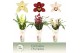 Cymbidium mix 3 tak - Exclusiva Orchidea Potcover 