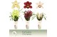 Cymbidium mix 5 tak - Exclusiva Orchidea Potcover 
