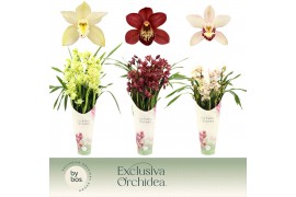 Cymbidium mix 5 tak - Exclusiva Orchidea Potcover