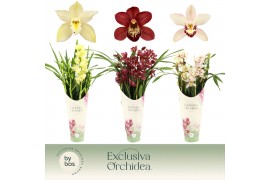 Cymbidium mix 4 tak - Exclusiva Orchidea Potcover