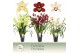 Cymbidium mix 5 tak - Exclusiva Orchidea 