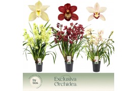 Cymbidium mix 5 tak - Exclusiva Orchidea