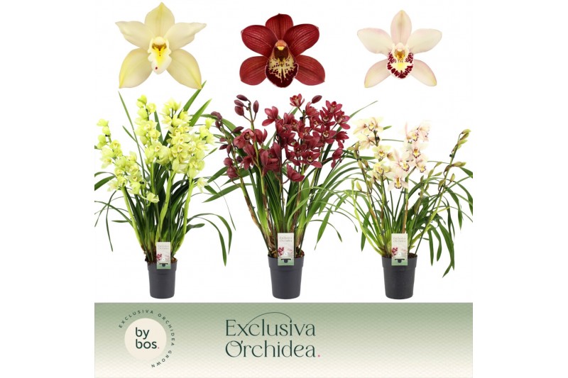 Cymbidium mix 5 tak - Exclusiva Orchidea Cymbidium mix 5 tak - Exclusiva Orchidea
