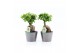 Ficus microcarpa ginseng in Wyberline keramiek pot 