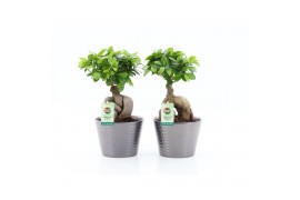 Ficus microcarpa ginseng in Wyberline keramiek pot