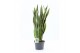 Sansevieria trifasciata laurentii 