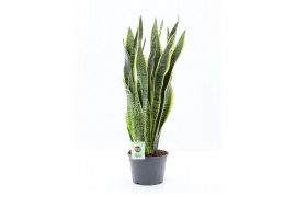 Sansevieria trifasciata laurentii