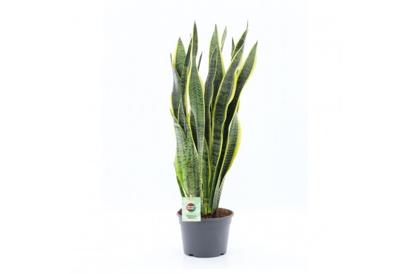 Sansevieria trifasciata laurentii 