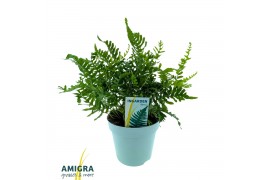 Polypodium vulgare