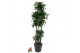 Dracaena fragr. compacta dorado 150-carrousel 
