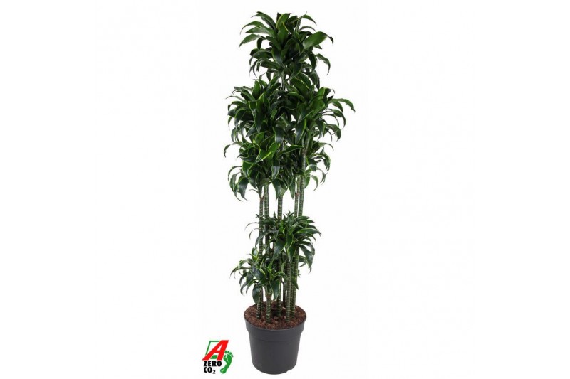 Dracaena fragr. compacta dorado 150-carrousel Dracaena fragr. compacta dorado 150-carrousel