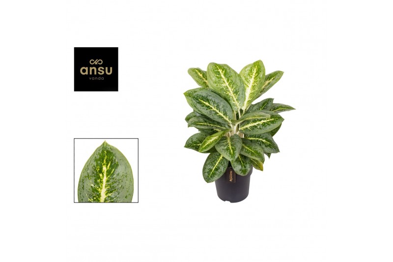 Aglaonema lemon mint 