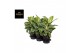 Aglaonema lemon mint 