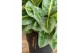 Aglaonema lemon mint 