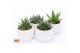 Succulenten mix SuPure® - Succulent mix ROCKS in Paros 15 