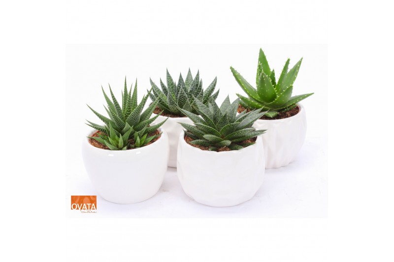 Succulenten mix SuPure® - Succulent mix ROCKS in Paros 15 