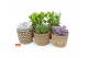 Succulenten mix SuPure® -  in Cancun 