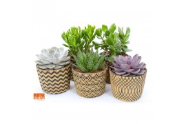 Succulenten mix SuPure® -  in Cancun