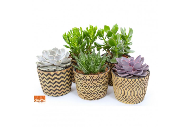 Succulenten mix SuPure® -  in Cancun 
