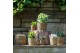 Succulenten mix SuPure® -  in Cancun 