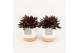 Peperomia caperata rosso in milou keramiek 