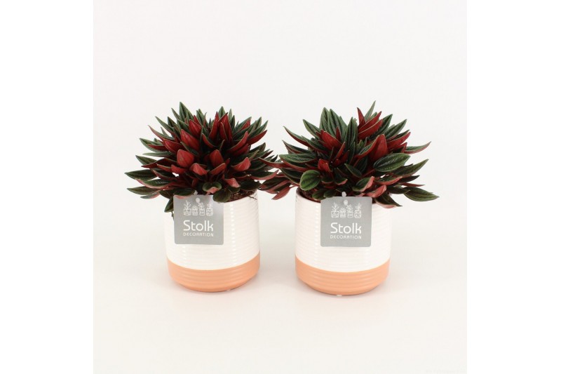 Peperomia caperata rosso in milou keramiek 