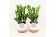 Zamioculcas zamiifolia in milou keramiek 